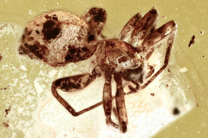Detailed Fossil Spider (Araneae) In Baltic Amber #381340